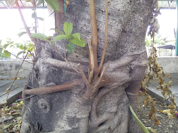 Zblízka Stromové Kůry Textury Zahradě — Stock fotografie