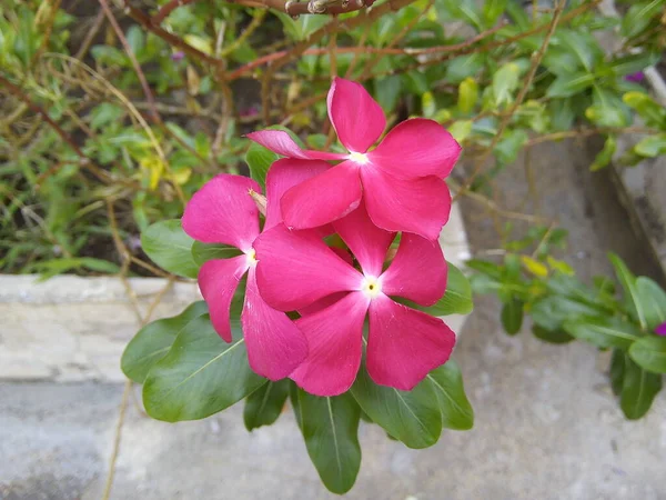 Pink Catharanthus Roseus Flower Green Leaves Background Blooming Madagascar Periwinkle — 스톡 사진