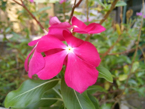 Pink Catharanthus Roseus Flower Green Leaves Background Blooming Madagascar Periwinkle — 스톡 사진