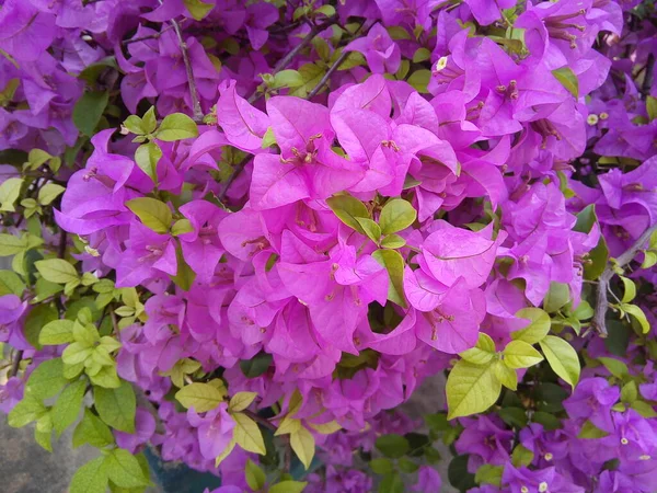 Lila Bougainvillea Blomma Gröna Blad Bakgrund Blommande Pappersblomma Trädgården — Stockfoto