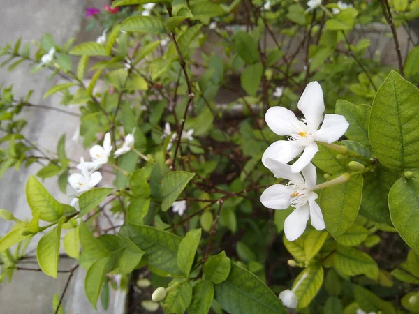 Blooming White Wrightia Antidysenterica Flowers Green Leaves Garden — Zdjęcie stockowe