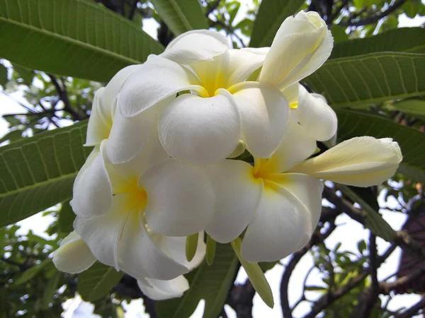 White Plumeria Flowers Green Leaves Blooming Frangipani Flower Garden — Fotografia de Stock