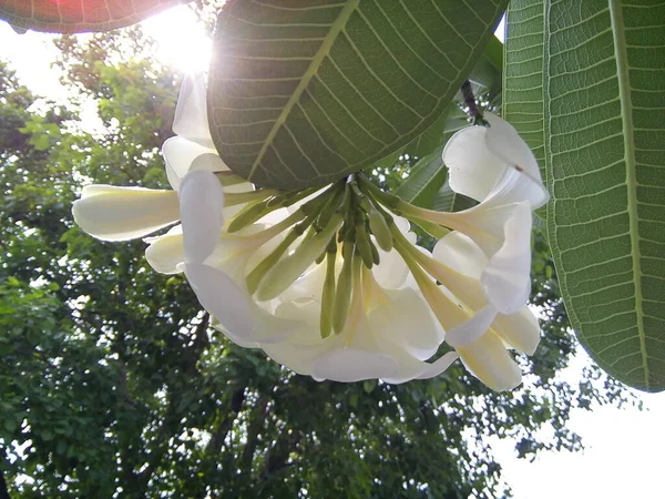 White Plumeria Flowers Green Leaves Blooming Frangipani Flower Garden —  Fotos de Stock