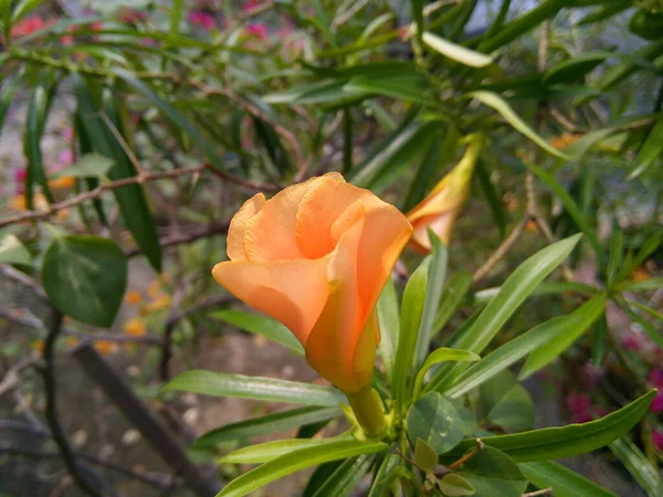 Yellow Oleander Flower Green Leaves Background Blooming Cascabela Thevetia Flower — Stok fotoğraf