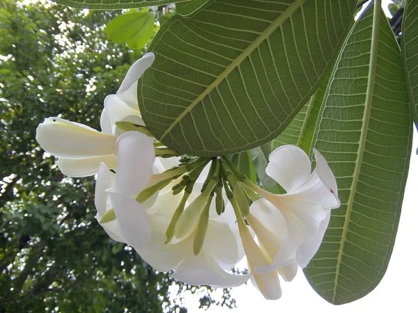 White Plumeria Flowers Green Leaves Blooming Frangipani Flower Garden — Stok fotoğraf