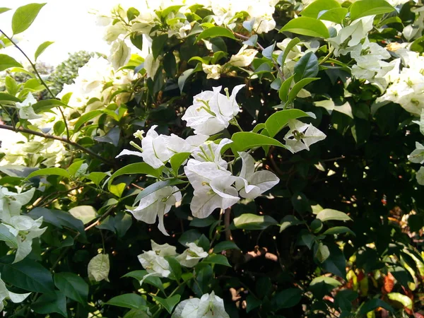 Bougainvillier Blanc Fleur Sur Fond Feuilles Vertes Floraison Fleur Papier — Photo