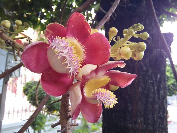 在庙宇里关上了炮弹树的花朵 园中盛开的桂花 — 图库照片