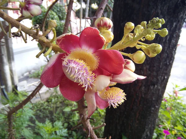 Zbliżenie Armatni Kwiat Drzewa Świątyni Kwitnący Kwiat Couroupita Guianensis Ogrodzie — Zdjęcie stockowe