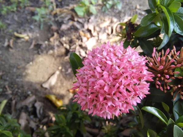 Ροζ Λουλούδι Ixora Cocccinea Πράσινο Φόντο Φύλλα Ανθίζοντας Λουλούδι Γιασεμί — Φωτογραφία Αρχείου