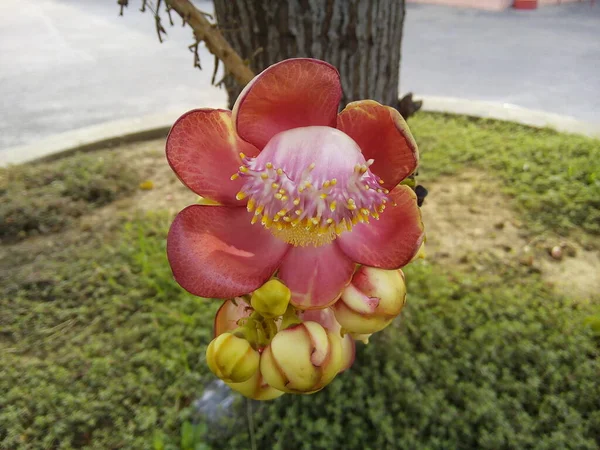 Detailní Záběr Květ Dělových Koulí Chrámu Kvetoucí Kuroupita Guianensis Květ — Stock fotografie