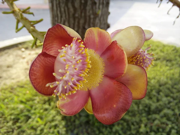 寺院での砲弾の木の花を閉じます 庭で花Cououpita Guianensisを咲かせます — ストック写真