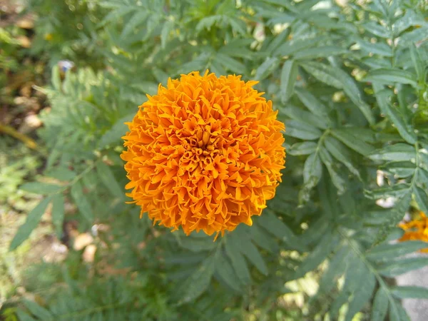Marigold Květina Zelených Listech Pozadí Kvetoucí Tagety Erekta Květ Zahradě — Stock fotografie
