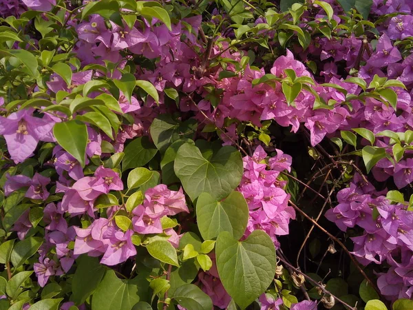 Flor Buganvilla Sobre Fondo Hojas Verdes Florecimiento Flor Papel Jardín — Foto de Stock