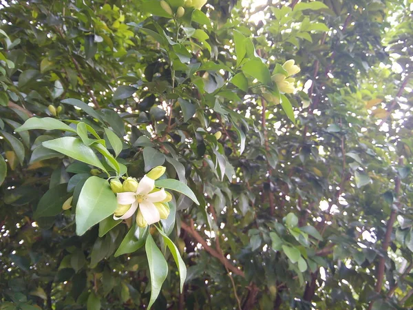 Laranja Jasmim China Box Flor Fundo Folhas Verdes Florescendo Andaman — Fotografia de Stock