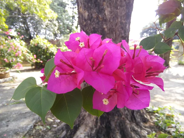Różowy Kwiat Bougainvillea Zielonym Tle Liści Kwitnący Kwiat Papieru Ogrodzie — Zdjęcie stockowe
