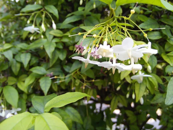 Víz Jázmin Virágok Zöld Levelek Háttér Virágzó Wrightia Religiosa Virágok — Stock Fotó