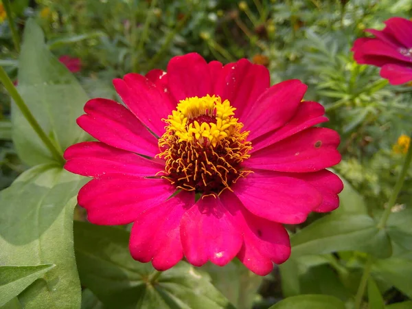 Red Zinnia Elegans Flower Green Leaves Background Blooming Common Zinnia — стоковое фото