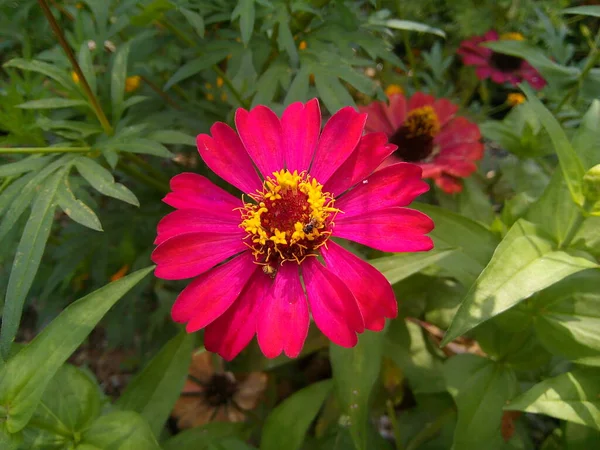 Pink Zinnia Elegans Flower Green Leaves Background Blooming Common Zinnia — Stock Photo, Image
