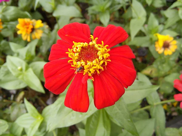 Red Zinnia Elegans Flower Green Leaves Background Blooming Common Zinnia — стоковое фото