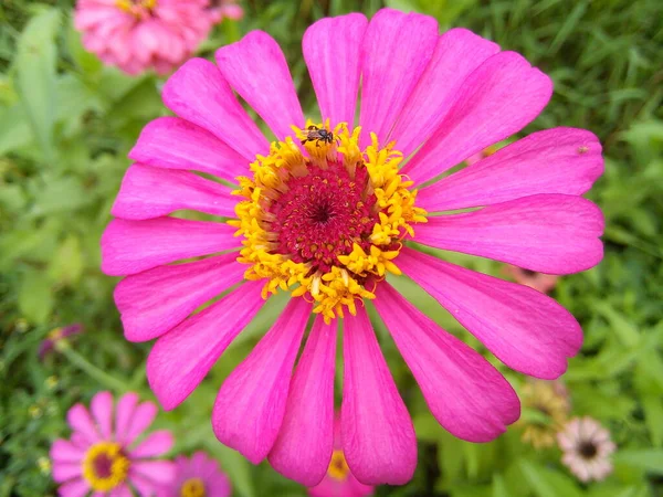 Pink Zinnia Elegans Flower Green Leaves Background Blooming Common Zinnia — 스톡 사진