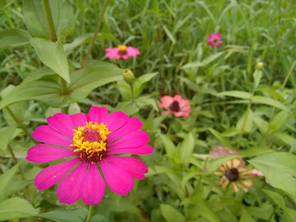 Pink Zinnia Elegans Flower Green Leaves Background Blooming Common Zinnia — Stock Photo, Image