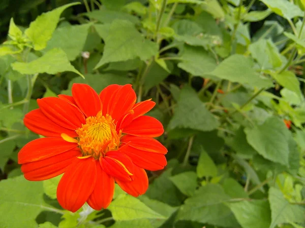 Bunga Matahari Meksiko Dengan Latar Belakang Daun Hijau Berkembang Tithonia — Stok Foto