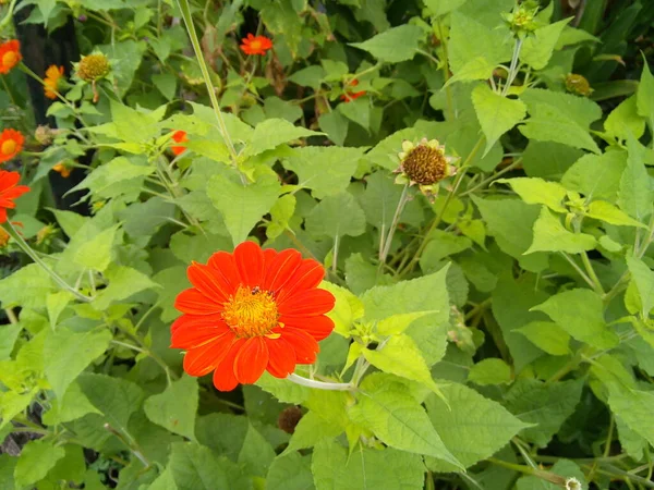 Mexican Sunflower Green Leaves Background Blooming Tithonia Rotundifolia Flower Garden — Stock Photo, Image