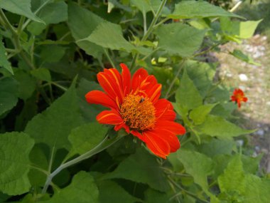 Yeşil yapraklı Meksika ayçiçeği. Bahçede çiçek açan tithonia rotundifolia çiçeği.