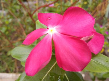 Pink Catharanthus Roseus flower on green leaves background. Blooming Madagascar Periwinkle flower in the garden.