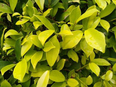 Yeşil yaprak dokusu arkaplanı.