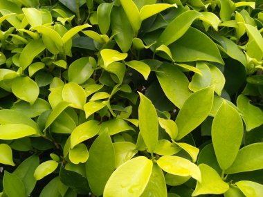 Yeşil yaprak dokusu arkaplanı.