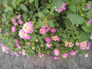 Weeping Lantana flower on green leaves background. Blooming Lantana Montevidensis or Trailing Lantana flower in the garden.