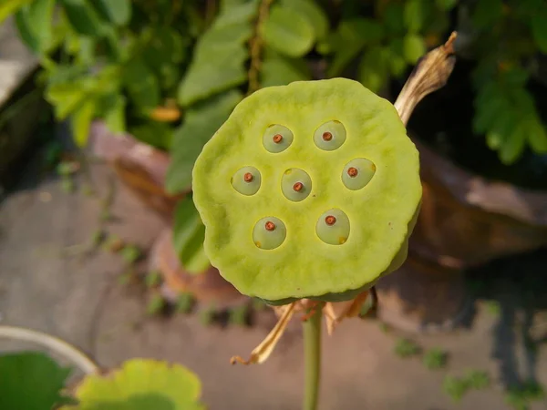 Lotus seed pod in the garden.
