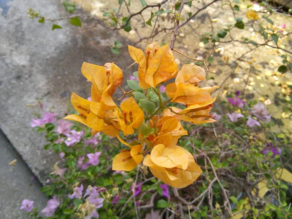 Yeşil Yapraklı Sarı Bougainvillea Çiçeği Bahçede Çiçek Açan Kağıt Çiçek — Stok fotoğraf