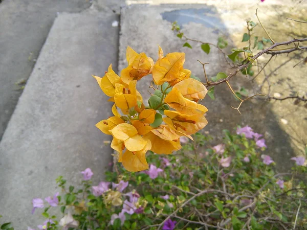 Żółty Kwiat Bougainvillea Zielonym Tle Liści Kwitnący Kwiat Papieru Ogrodzie — Zdjęcie stockowe