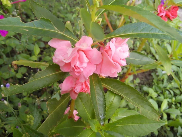 Blommande Rosa Rosor Blomma Med Gröna Blad Trädgården — Stockfoto