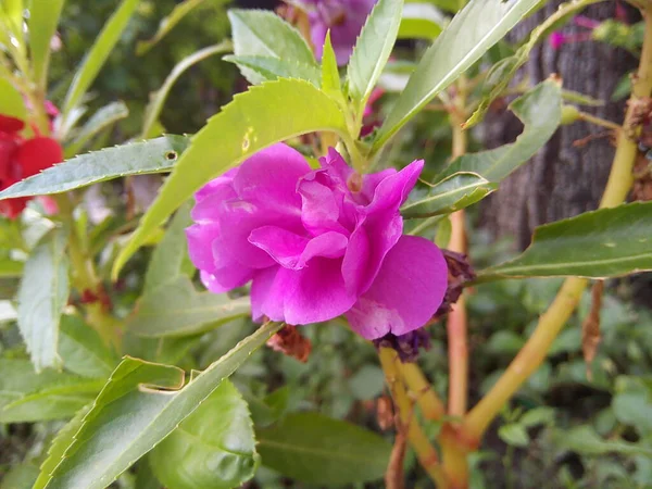 Blooming Purple Rose Flower Green Leaves Garden — 스톡 사진