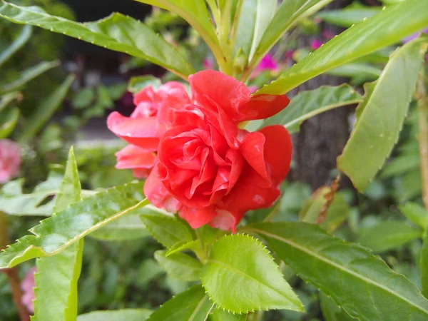 Blooming Red Rose Flower Green Leaves Garden — Fotografia de Stock