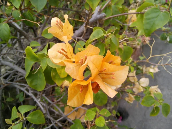 Fiore Bougainvillea Giallo Sfondo Foglie Verdi Fioritura Fiore Carta Giardino — Foto Stock