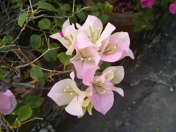 Růžová Bougainvillea Květina Zelených Listech Pozadí Kvetoucí Papírová Květina Zahradě — Stock fotografie