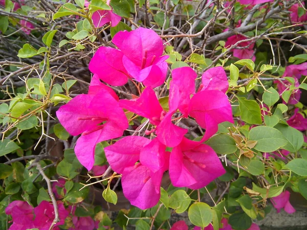 Rosa Bougainvillea Blomma Gröna Blad Bakgrund Blommande Pappersblomma Trädgården — Stockfoto
