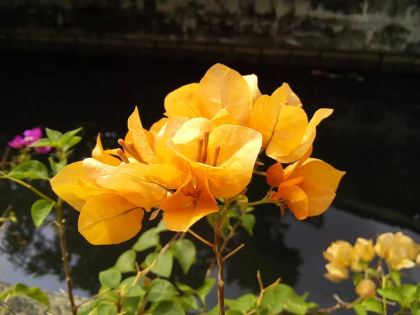 Flor Amarilla Buganvilla Sobre Fondo Hojas Verdes Florecimiento Flor Papel —  Fotos de Stock