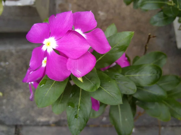 Purple Catharanthus Roseus Flower Green Leaves Background Blooming Madagascar Periwinkle — стоковое фото