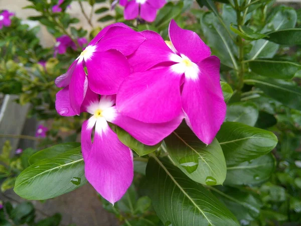 Purple Catharanthus Roseus Flower Green Leaves Background Blooming Madagascar Periwinkle — 스톡 사진