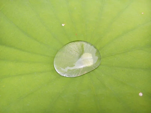 stock image Close up of water drop on green lotus leaf in the garden.