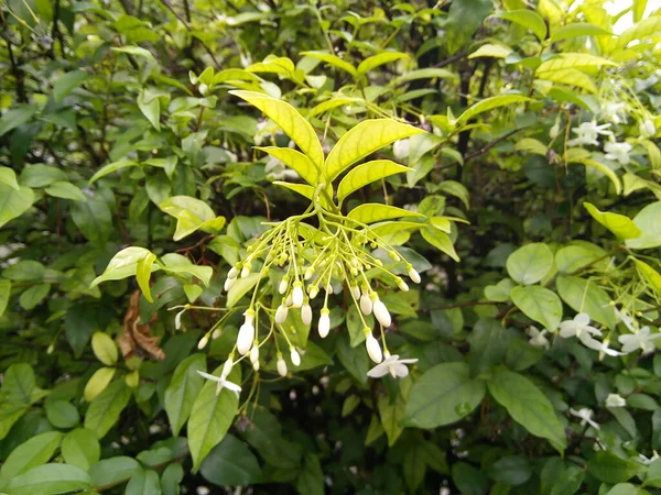 Wasser Jasminblüten Auf Grünen Blättern Hintergrund Blühende Wrightia Religiosa Garten — Stockfoto