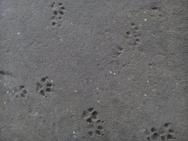 Beton zemin arka planında köpek pençesi izleri.