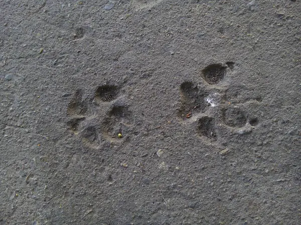 Dog footprints in concrete floor texture background.