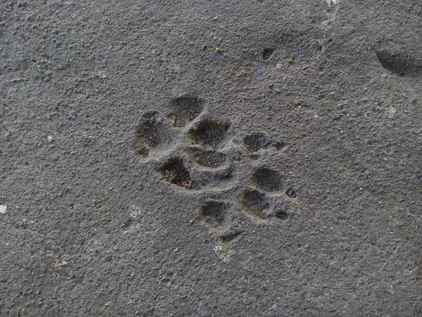 Dog footprints in concrete floor texture background.