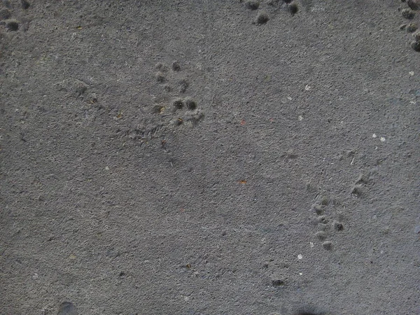 Dog paw prints in concrete floor texture background.